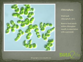 Chlorophyta
With both
chlorophyll a & b.
Reserve food starch
within chloroplast
usually in association
with a pyrenoid.
©Copyright to www.dna2life.com
 