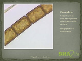 Chrysophyta
Golden brown in
color due to presence
of facoxanthin and ß
carotene.
Storage product is
crysolaminarin.
©Copyright to www.dna2life.com
 