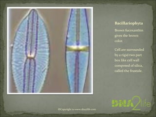 Bacillariophyta
Brown fucoxanthin
gives the brown
color.
Cell are surrounded
by a rigid two part
box like cell wall
composed of silica,
called the frustule.
©Copyright to www.dna2life.com
 