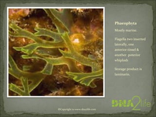 Phaeophyta
Mostly marine.
Flagella two inserted
laterally, one
anterior tinsel &
another poterior
whiplash
Storage product is
laminarin.
©Copyright to www.dna2life.com
 