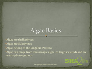 •Algae are thallophytes.
•Algae are Eukaryotes.
•Algae belong to the kingdom Protista.
•Algae can range from microscopic algae to large seaweeds and are
mostly photosynthetic.
©Copyright to www.dna2life.com
 