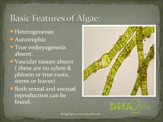 ©Copyright to www.dna2life.com
Heterogeneous
Autotrophic
True embryogenesis
absent.
Vascular tissues absent
( there are no xylem &
phloem or true roots,
stems or leaves).
Both sexual and asexual
reproduction can be
found.
 