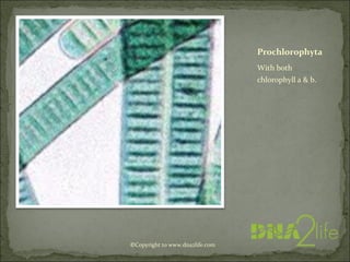 Prochlorophyta
With both
chlorophyll a & b.
©Copyright to www.dna2life.com
 