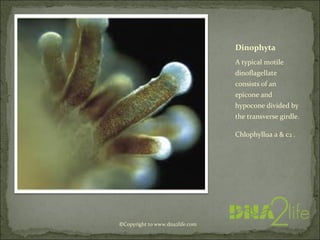 Dinophyta
A typical motile
dinoflagellate
consists of an
epicone and
hypocone divided by
the transverse girdle.
Chlophyllu...