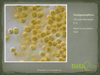Eustigmatophyta
The only chlorophyll
is ‘a’.
Starch is not reserve
food.
©Copyright to www.dna2life.com
 