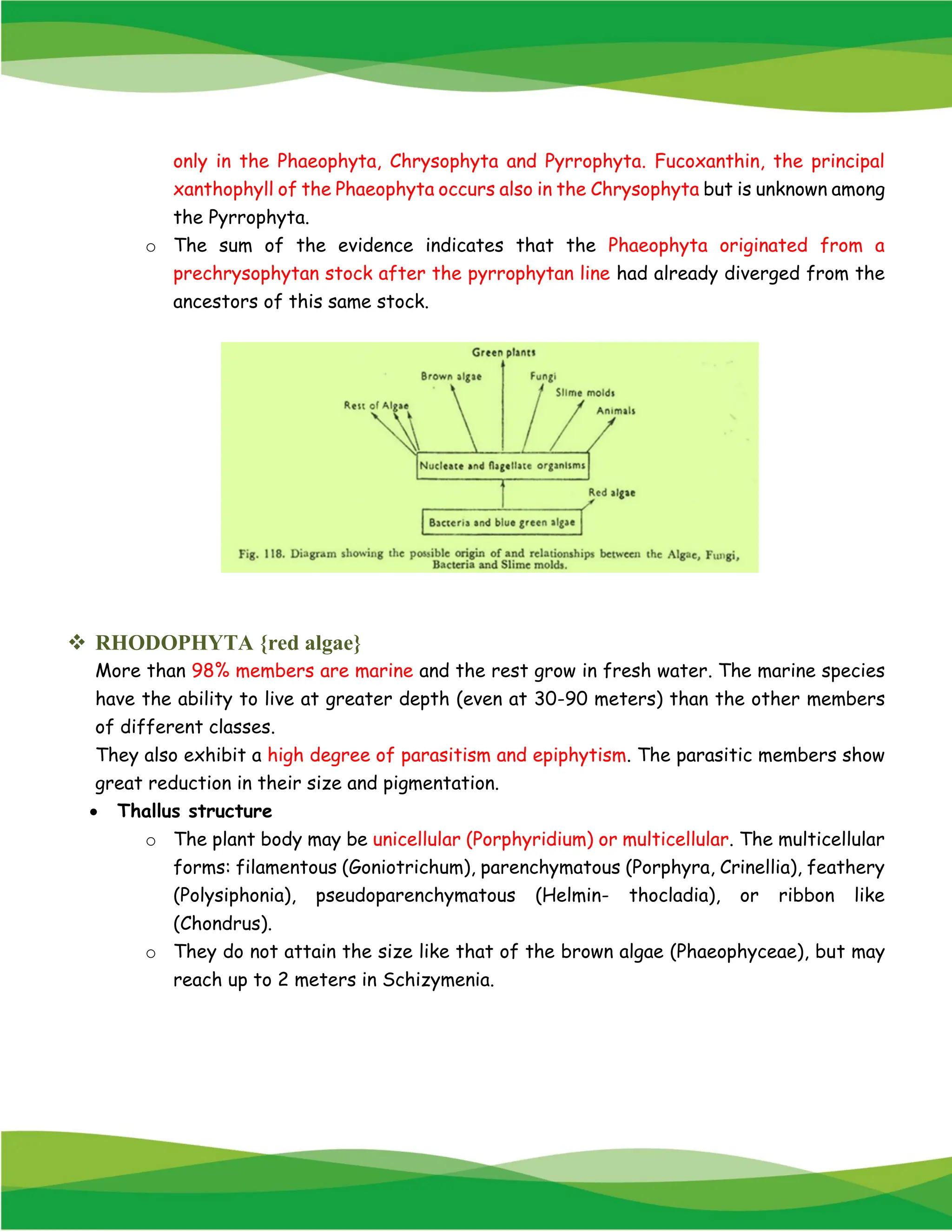 only in the Phaeophyta, Chrysophyta and Pyrrophyta. Fucoxanthin, the principal
xanthophyll of the Phaeophyta occurs also in the Chrysophyta but is unknown among
the Pyrrophyta.
o The sum of the evidence indicates that the Phaeophyta originated from a
prechrysophytan stock after the pyrrophytan line had already diverged from the
ancestors of this same stock.
❖ RHODOPHYTA {red algae}
More than 98% members are marine and the rest grow in fresh water. The marine species
have the ability to live at greater depth (even at 30-90 meters) than the other members
of different classes.
They also exhibit a high degree of parasitism and epiphytism. The parasitic members show
great reduction in their size and pigmentation.
• Thallus structure
o The plant body may be unicellular (Porphyridium) or multicellular. The multicellular
forms: filamentous (Goniotrichum), parenchymatous (Porphyra, Crinellia), feathery
(Polysiphonia), pseudoparenchymatous (Helmin- thocladia), or ribbon like
(Chondrus).
o They do not attain the size like that of the brown algae (Phaeophyceae), but may
reach up to 2 meters in Schizymenia.
 