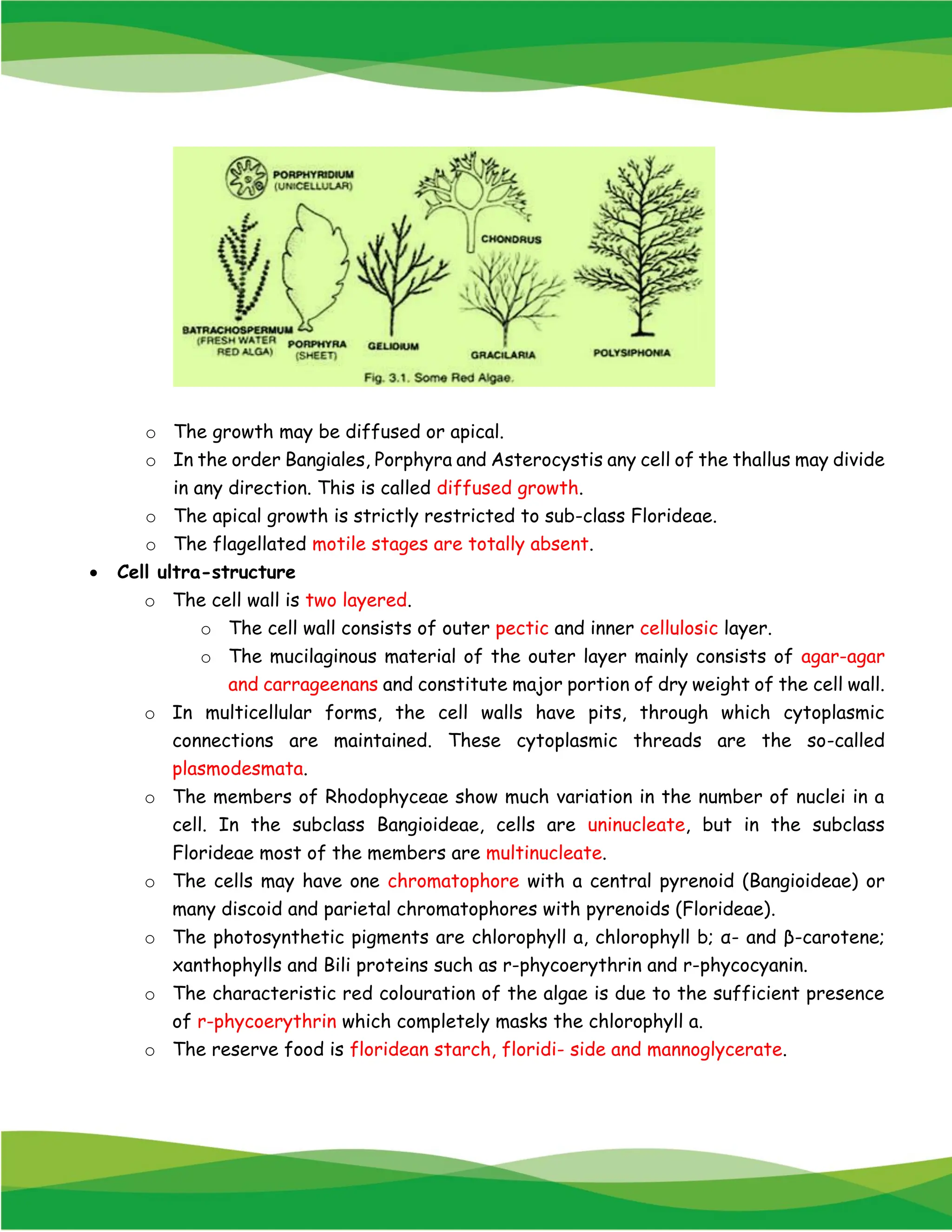 o The growth may be diffused or apical.
o In the order Bangiales, Porphyra and Asterocystis any cell of the thallus may divide
in any direction. This is called diffused growth.
o The apical growth is strictly restricted to sub-class Florideae.
o The flagellated motile stages are totally absent.
• Cell ultra-structure
o The cell wall is two layered.
o The cell wall consists of outer pectic and inner cellulosic layer.
o The mucilaginous material of the outer layer mainly consists of agar-agar
and carrageenans and constitute major portion of dry weight of the cell wall.
o In multicellular forms, the cell walls have pits, through which cytoplasmic
connections are maintained. These cytoplasmic threads are the so-called
plasmodesmata.
o The members of Rhodophyceae show much variation in the number of nuclei in a
cell. In the subclass Bangioideae, cells are uninucleate, but in the subclass
Florideae most of the members are multinucleate.
o The cells may have one chromatophore with a central pyrenoid (Bangioideae) or
many discoid and parietal chromatophores with pyrenoids (Florideae).
o The photosynthetic pigments are chlorophyll a, chlorophyll b; α- and β-carotene;
xanthophylls and Bili proteins such as r-phycoerythrin and r-phycocyanin.
o The characteristic red colouration of the algae is due to the sufficient presence
of r-phycoerythrin which completely masks the chlorophyll a.
o The reserve food is floridean starch, floridi- side and mannoglycerate.
 