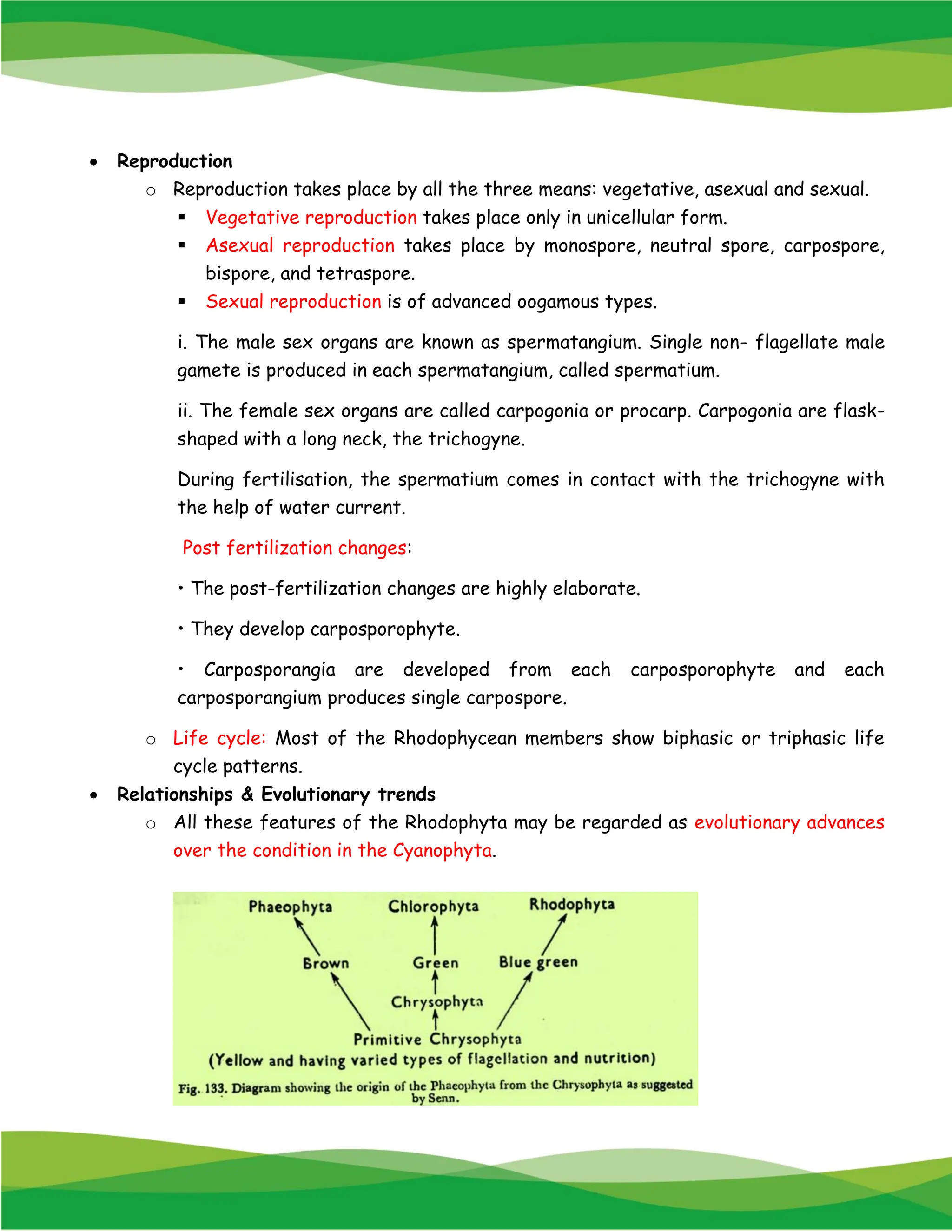 • Reproduction
o Reproduction takes place by all the three means: vegetative, asexual and sexual.
▪ Vegetative reproduction takes place only in unicellular form.
▪ Asexual reproduction takes place by monospore, neutral spore, carpospore,
bispore, and tetraspore.
▪ Sexual reproduction is of advanced oogamous types.
i. The male sex organs are known as spermatangium. Single non- flagellate male
gamete is produced in each spermatangium, called spermatium.
ii. The female sex organs are called carpogonia or procarp. Carpogonia are flask-
shaped with a long neck, the trichogyne.
During fertilisation, the spermatium comes in contact with the trichogyne with
the help of water current.
Post fertilization changes:
• The post-fertilization changes are highly elaborate.
• They develop carposporophyte.
• Carposporangia are developed from each carposporophyte and each
carposporangium produces single carpospore.
o Life cycle: Most of the Rhodophycean members show biphasic or triphasic life
cycle patterns.
• Relationships & Evolutionary trends
o All these features of the Rhodophyta may be regarded as evolutionary advances
over the condition in the Cyanophyta.
 