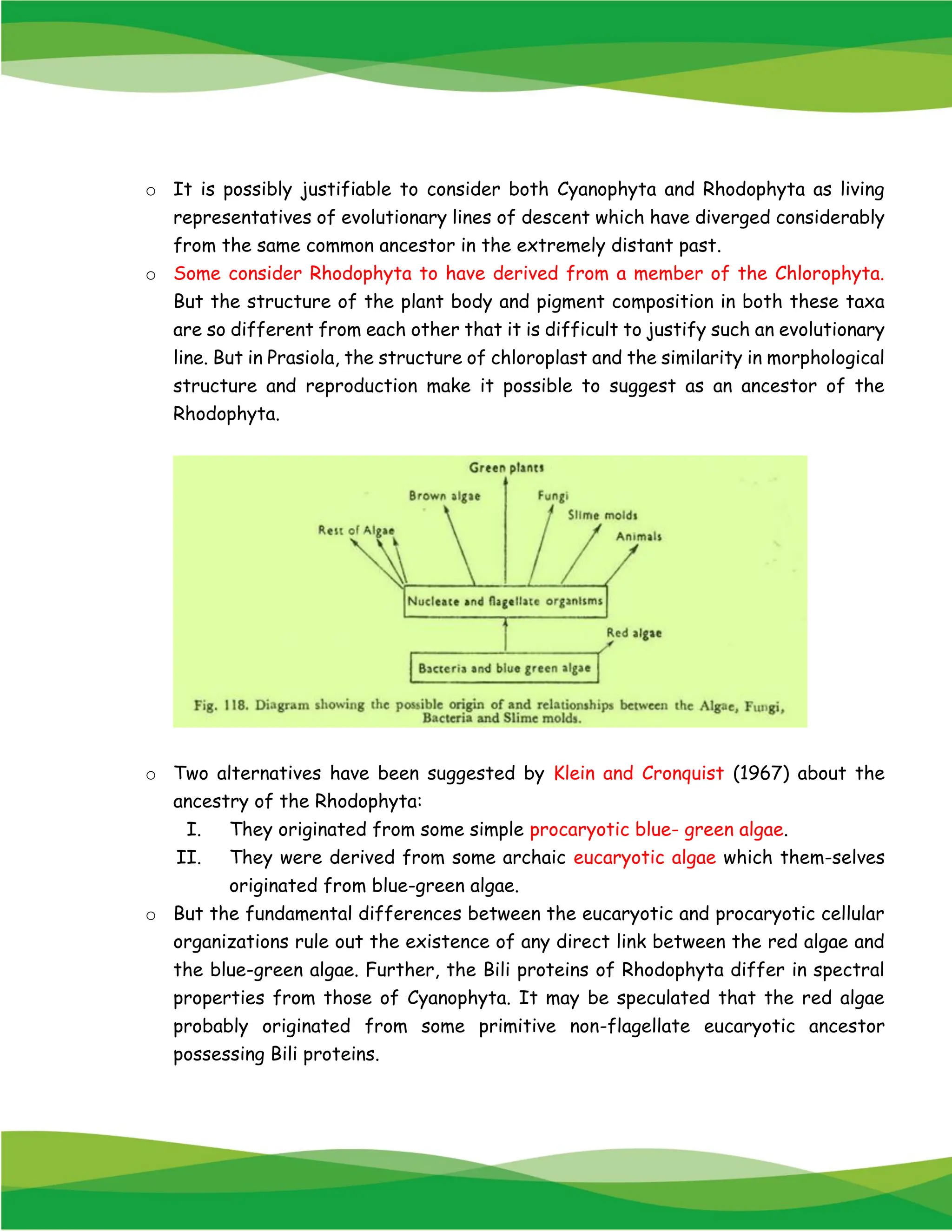 o It is possibly justifiable to consider both Cyanophyta and Rhodophyta as living
representatives of evolutionary lines of descent which have diverged considerably
from the same common ancestor in the extremely distant past.
o Some consider Rhodophyta to have derived from a member of the Chlorophyta.
But the structure of the plant body and pigment composition in both these taxa
are so different from each other that it is difficult to justify such an evolutionary
line. But in Prasiola, the structure of chloroplast and the similarity in morphological
structure and reproduction make it possible to suggest as an ancestor of the
Rhodophyta.
o Two alternatives have been suggested by Klein and Cronquist (1967) about the
ancestry of the Rhodophyta:
I. They originated from some simple procaryotic blue- green algae.
II. They were derived from some archaic eucaryotic algae which them-selves
originated from blue-green algae.
o But the fundamental differences between the eucaryotic and procaryotic cellular
organizations rule out the existence of any direct link between the red algae and
the blue-green algae. Further, the Bili proteins of Rhodophyta differ in spectral
properties from those of Cyanophyta. It may be speculated that the red algae
probably originated from some primitive non-flagellate eucaryotic ancestor
possessing Bili proteins.
 
