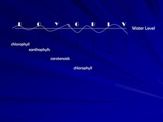 R          O            Y           G         B   I   V
                                                             Water Level


chlorophyll
          xanthophylls

                         carotenoids

                                       chlorophyll
 