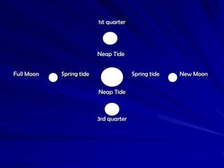 1st quarter




                          Neap Tide


Full Moon   Spring tide                 Spring tide   New Moon

                          Neap Tide



                          3rd quarter
 