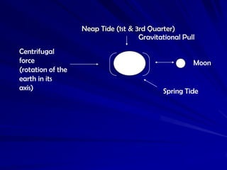 Neap Tide (1st & 3rd Quarter)
                                     Gravitational Pull
Centrifugal
force                                                 Moon
(rotation of the
earth in its
axis)                                       Spring Tide
 