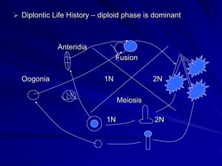  Diplontic Life History – diploid phase is dominant



             Anteridia
                                 Fusion

  Oogonia                   1N             2N

                                 Meiosis

                            1N             2N
 
