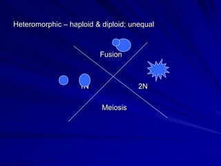 Heteromorphic – haploid & diploid; unequal



                         Fusion



                   1N                2N

                          Meiosis
 