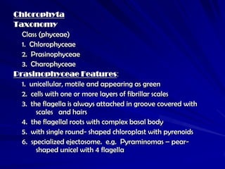 Chlorophyta
Taxonomy
  Class (phyceae)
  1. Chlorophyceae
  2. Prasinophyceae
  3. Charophyceae
Prasinophyceae Features:
  1. unicellular, motile and appearing as green
  2. cells with one or more layers of fibrillar scales
  3. the flagella is always attached in groove covered with
       scales and hairs
  4. the flagellal roots with complex basal body
  5. with single round- shaped chloroplast with pyrenoids
  6. specialized ejectosome. e.g. Pyraminomas – pear-
       shaped unicel with 4 flagella
 