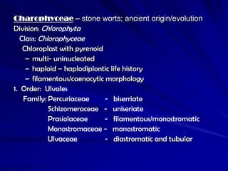 Charophyceae – stone worts; ancient origin/evolution
Division: Chlorophyta
   Class: Chlorophyceae
    Chloroplast with pyrenoid
     – multi- uninucleated
     – haploid – haplodiplontic life history
     – filamentous/caenocytic morphology
1. Order: Ulvales
    Family: Percuriaceae      - biserriate
             Schizomeraceae - uniseriate
             Prasiolaceae     - filamentous/monostromatic
             Monostromaceae - monostromatic
             Ulvaceae         - diastromatic and tubular
 