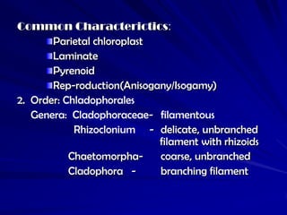 Common Characterictics:
       Parietal chloroplast
       Laminate
       Pyrenoid
       Rep-roduction(Anisogany/Isogamy)
2. Order: Chladophorales
   Genera: Cladophoraceae- filamentous
            Rhizoclonium - delicate, unbranched
                            filament with rhizoids
           Chaetomorpha-    coarse, unbranched
           Cladophora -     branching filament
 