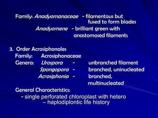 Family: Anadyomanaceae - filamentous but
                              fused to form blades
          Anadyomene - brilliant green with
                       anastomosed filaments

3. Order Acrosiphonales
   Family: Acrosiphonaceae
   Genera: Urospora     -      unbranched filament
            Spongopora -       branched, uninucleated
           Acrosiphonia -      branched,
                               multinucleated
  General Characteristics:
    - single perforated chloroplast with hetero
             – haplodiplontic life history
 