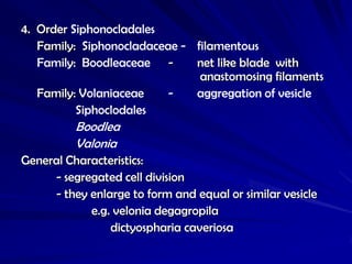 4. Order Siphonocladales
   Family: Siphonocladaceae - filamentous
   Family: Boodleaceae -      net like blade with
                               anastomosing filaments
   Family: Volaniaceae    -   aggregation of vesicle
          Siphoclodales
          Boodlea
          Valonia
General Characteristics:
     - segregated cell division
     - they enlarge to form and equal or similar vesicle
            e.g. velonia degagropila
                dictyospharia caveriosa
 