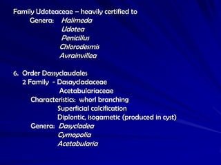 Family Udoteaceae – heavily certified to
    Genera: Halimeda
               Udotea
               Penicillus
               Chlorodesmis
               Avrainvillea

6. Order Dassyclaudales
   2 Family - Dasaycladaceae
               Acetabulariaceae
      Characteristics: whorl branching
              Superficial calcification
              Diplontic, isogametic (produced in cyst)
      Genera: Dasycladea
              Cymopolia
              Acetabularia
 