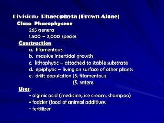 Division: Phaeophyta (Brown Algae)
 Class: Phaeophyceae
      265 genera
      1,500 – 2,000 species
  Construction
      a. filamentous
      b. massive intertidal growth
      c. lithophytic – attached to stable substrate
      d. epiphytic – living on surface of other plants
      e. drift population (S. filamentous
                          (S. ratens
  Uses:
      - alginic acid (medicine, ice cream, shampoo)
      - fodder (food of animal additives
      - fertilizer
 