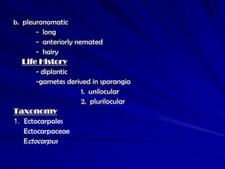 b. pleuronomatic
       - long
       - anteriorly nemated
       - hairy
   Life History
       - diplontic
       -gametes derived in sporangia
                      1. unilocular
                      2. plurilocular
Taxonomy
1. Ectocarpales
   Ectocarpaceae
   Ectocarpus
 