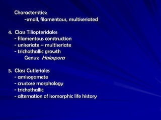 Characteristics:
      -small, filamentous, multiseriated

4. Class Tiliopteridales
   - filamentous construction
   - uniseriate – multiseriate
   - trichothallic growth
         Genus: Halospora

5. Class Cutleriales
   - amisogamete
   - crustose morphology
   - trichothallic
   - alternation of isomorphic life history
 
