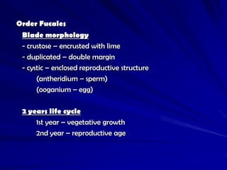 Order Fucales
 Blade morphology
 - crustose – encrusted with lime
 - duplicated – double margin
 - cystic – enclosed reproductive structure
      (antheridium – sperm)
      (ooganium – egg)

 2 years life cycle
     1st year – vegetative growth
     2nd year – reproductive age
 
