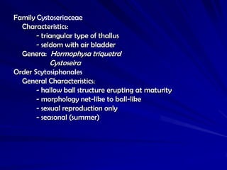 Family Cystoseriaceae
  Characteristics:
       - triangular type of thallus
       - seldom with air bladder
  Genera: Hormophysa triquetra’
           Cystoseira
Order Scytosiphonales
  General Characteristics:
       - hallow ball structure erupting at maturity
       - morphology net-like to ball-like
       - sexual reproduction only
       - seasonal (summer)
 