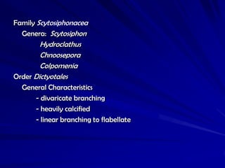 Family Scytosiphonacea
  Genera: Scytosiphon
        Hydroclathus
        Chnoosepora
        Colpomenia
Order Dictyotales
  General Characteristics
     - divaricate branching
     - heavily calcified
     - linear branching to flabellate
 