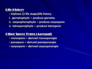 Life History
  - triphasic (3 life stages)life history
  1. gametophytic – produce gametes
  2. carposphorophytic – produce carpaspore
  3. tetrasporophytic – produce tetraspore

Other Spore Types (Asexual)
  - monospore – derived monosporagia
  - paraspore – derived parasporangia
  - carpospore – derived carposporangia
 