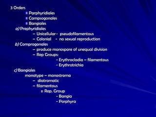 3 Orders
         Parphyridiales
         Campsogonales
         Bangiales
  a) Prephyridiales
           – Unicellular - pseudofilamentous
           – Colonial - no sexual reproduction
  b) Comprogonales
           – produce monospore of unequal division
           – Rep Groups:
                         - Erythrocladia – filamentous
                         - Erythrotrichia
 c) Bangiales
       monotype – monostroma
           – diatromatic
           – filamentous
                  Rep. Group
                         - Bangia
                         - Porphyra
 
