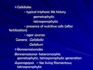 Gelidiales
            - typical triphasic life history
                   gametophytic
                   tetrasporophytic
            - presence of nutritive cells (after
fertilization)
            - agar sources
      Genera: Gelidiella
               Gelidium
    Bonnemaisonales
   Bonnemaisona- heteromorphic
    gametophytic, tetrasporophytic generation
   Asparagopsis – fee living filamentous;
    tetrasporophytic
 