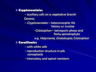 Cryptonemiales
    - auxiliary cells on a vegetative branch
   Genera:
    - Cryptonemiales – heteromorphic life
                          history w/ crustae
            -Gloiosiphon – tetrasporic phase and
                            fleshy gametophyte
            e.g. Halymenia, Grateloupia, Gloiosiphon
Corallinales
    - with white cells
    - reproduction structure in pits
       conceptacle
    - intercalary and apical meristem
 