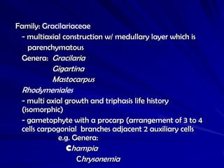 Family: Gracilariaceae
 - multiaxial construction w/ medullary layer which is
   parenchymatous
 Genera: Gracilaria
       Gigartina
       Mastocarpus
 Rhodymeniales
 - multi axial growth and triphasis life history
 (isomorphic)
 - gametophyte with a procarp (arrangement of 3 to 4
 cells carpogonial branches adjacent 2 auxiliary cells
             e.g. Genera:
               Champia
                   Chrysonemia
 