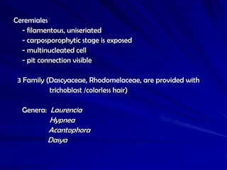 Ceremiales
  - filamentous, uniseriated
  - carposporophytic stage is exposed
  - multinucleated cell
  - pit connection visible

 3 Family (Dascyaceae, Rhodomelaceae, are provided with
           trichoblast /colorless hair)

  Genera: Laurencia
          Hypnea
          Acantophora
          Dasya
 