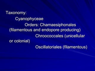 Taxonomy:
      Cyanophyceae
          Orders: Chamaesiphonales
 (filamentous and endopore producing)
               Chroococcales (unicellular
 or colonial)
               Oscillatoriales (filamentous)
 