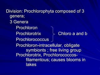 Division: Prochlorophyta composed of 3
  genera;
  3 Genera
     Prochloron
     Prochlorotrix          Chloro a and b
     Prochlorococcus
     Prochloron-intracellular, obligate
           symbionts ; free living group
     Prochlorotrix, Prochlorococcos-
           filamentous; causes blooms in
           lakes
 