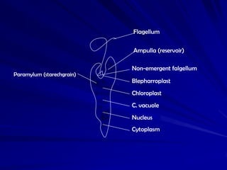 Flagellum

                           Ampulla (reservoir)

                           Non-emergent falgellum
Paramylum (starechgrain)
                           Blepharroplast
                           Chloroplast
                           C. vacuole
                           Nucleus
                           Cytoplasm
 
