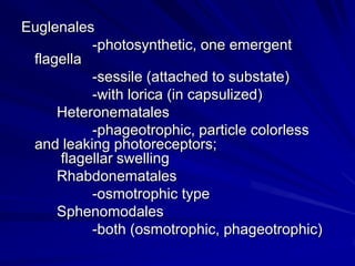 Euglenales
          -photosynthetic, one emergent
 flagella
          -sessile (attached to substate)
          -with lorica (in capsulized)
     Heteronematales
          -phageotrophic, particle colorless
 and leaking photoreceptors;
     flagellar swelling
     Rhabdonematales
          -osmotrophic type
     Sphenomodales
          -both (osmotrophic, phageotrophic)
 