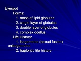 Eyespot
    Forms:
      1. mass of lipid globules
      2. single layer of globules
      3. double layer of globules
      4. complex ocellus
    Life History:
      1. isogametes (sexual fusion)
 onisogametes
      2. haplontic life history
 