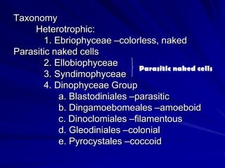 Taxonomy
     Heterotrophic:
        1. Ebriophyceae –colorless, naked
Parasitic naked cells
        2. Ellobiophyceae
                                Parasitic naked cells
        3. Syndimophyceae
        4. Dinophyceae Group
            a. Blastodiniales –parasitic
            b. Dingamoebomeales –amoeboid
            c. Dinoclomiales –filamentous
            d. Gleodiniales –colonial
            e. Pyrocystales –coccoid
 