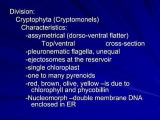 Division:
  Cryptophyta (Cryptomonels)
    Characteristics:
      -assymetrical (dorso-ventral flatter)
            Top/ventral            cross-section
      -pleuronematic flagella, unequal
      -ejectosomes at the reservoir
      -single chloroplast
      -one to many pyrenoids
      -red, brown, olive, yellow –is due to
        chlorophyll and phycobillin
      -Nucleomorph –double membrane DNA
        enclosed in ER
 