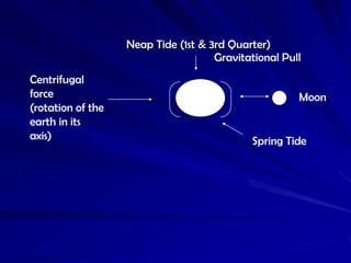 Neap Tide (1st & 3rd Quarter)
                                     Gravitational Pull
Centrifugal
force                   ...