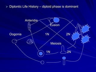  Diplontic Life History – diploid phase is dominant



             Anteridia
                                 Fusion

  ...