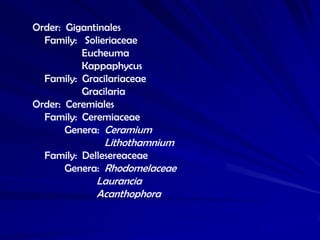 Order: Gigantinales
  Family: Solieriaceae
          Eucheuma
          Kappaphycus
  Family: Gracilariaceae
          Gra...