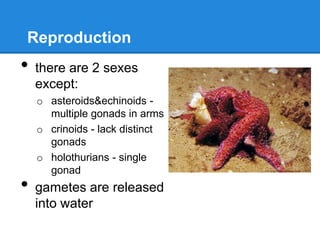 Reproduction
•   there are 2 sexes
    except:
    o asteroids&echinoids -
      multiple gonads in arms
    o crinoids - lack distinct
      gonads
    o holothurians - single
      gonad
•   gametes are released
    into water
 