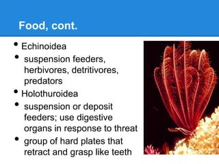 Food, cont.
• Echinoidea
• suspension feeders,
    herbivores, detritivores,
    predators
•   Holothuroidea
•   suspension or deposit
    feeders; use digestive
    organs in response to threat
•   group of hard plates that
    retract and grasp like teeth
 
