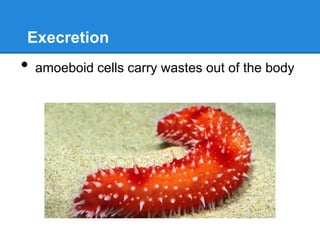 Execretion
•   amoeboid cells carry wastes out of the body
 