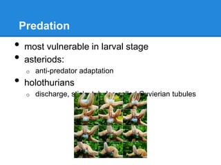 Predation
•   most vulnerable in larval stage
•   asteriods:
    o   anti-predator adaptation
•   holothurians
    o   discharge, sticky tubules called Cuvierian tubules
 